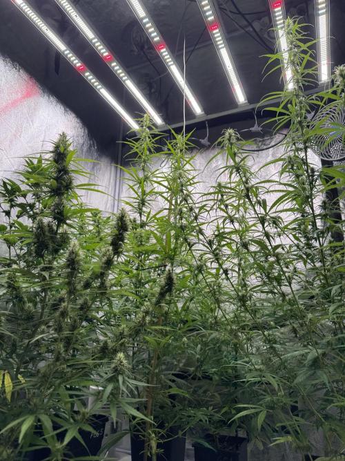 Filipino Kibungan from Khalifa Genetics. Week 11