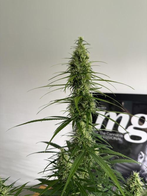 Filipino Kibungan from Khalifa Genetics. Week 12