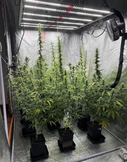Filipino Kibungan from Khalifa Genetics. Week 12