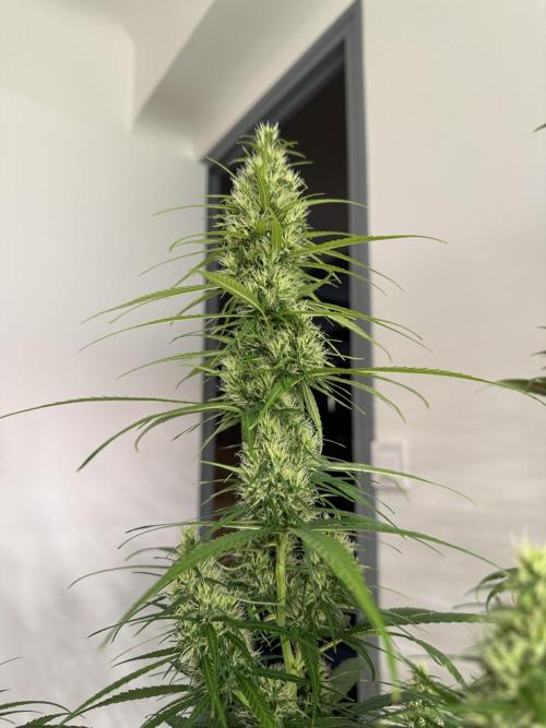 Filipino Kibungan from Khalifa Genetics. Week 12