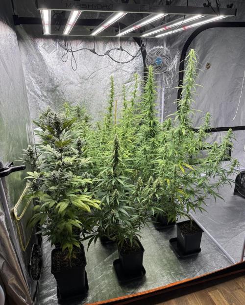 Filipino Kibungan from Khalifa Genetics. Week 12