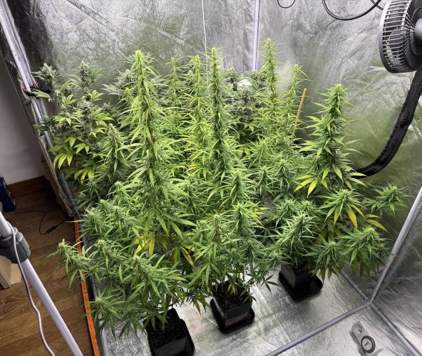 Filipino Kibungan from Khalifa Genetics. Week 12