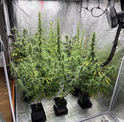 Filipino Kibungan from Khalifa Genetics. Week 12