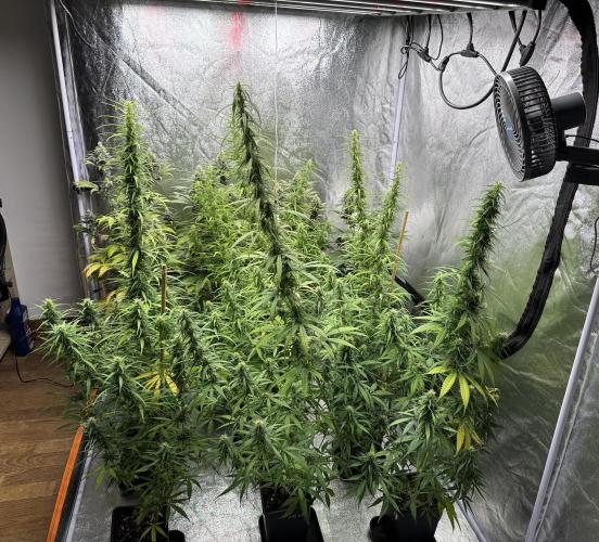 Filipino Kibungan from Khalifa Genetics. Week 13