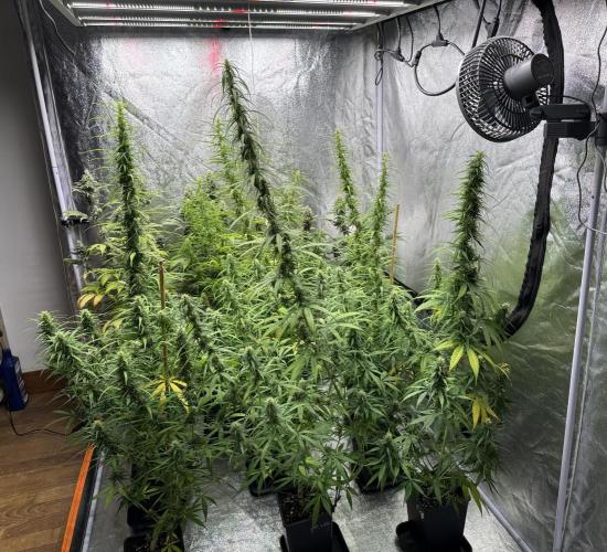 Filipino Kibungan from Khalifa Genetics. Week 13