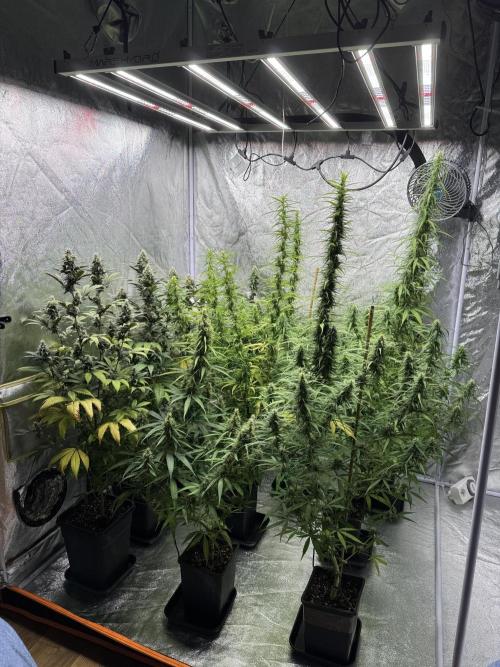 Filipino Kibungan from Khalifa Genetics. Week 13