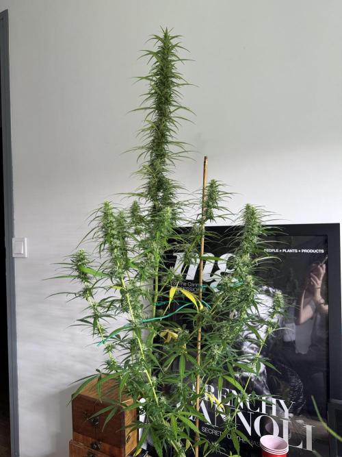 Filipino Kibungan from Khalifa Genetics. Week 13