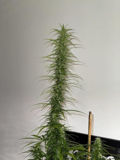 Filipino Kibungan from Khalifa Genetics. Week 13
