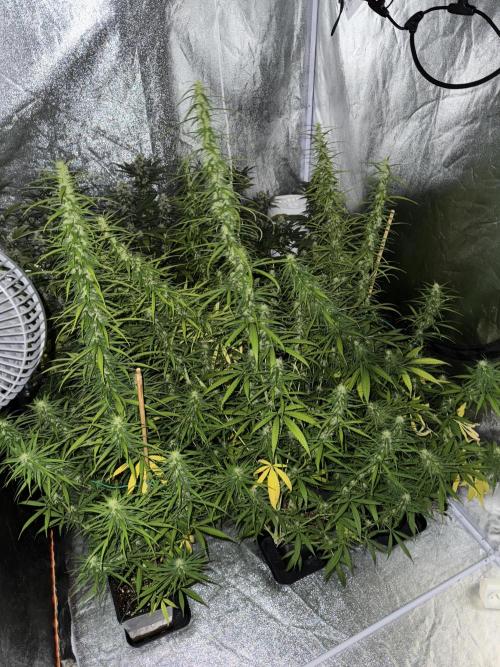 Filipino Kibungan from Khalifa Genetics. Week 13