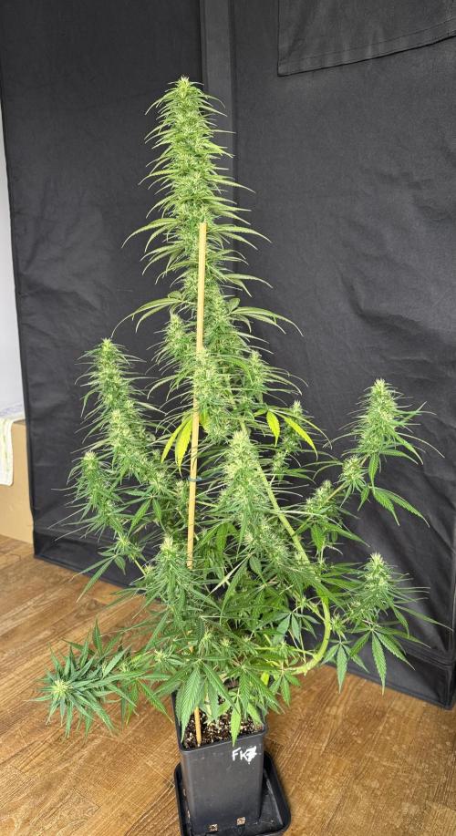 Filipino Kibungan from Khalifa Genetics. Week 14
