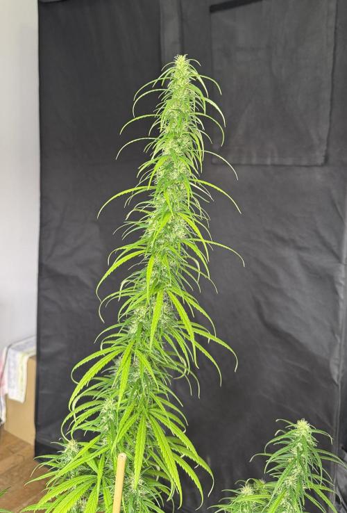 Filipino Kibungan from Khalifa Genetics. Week 14