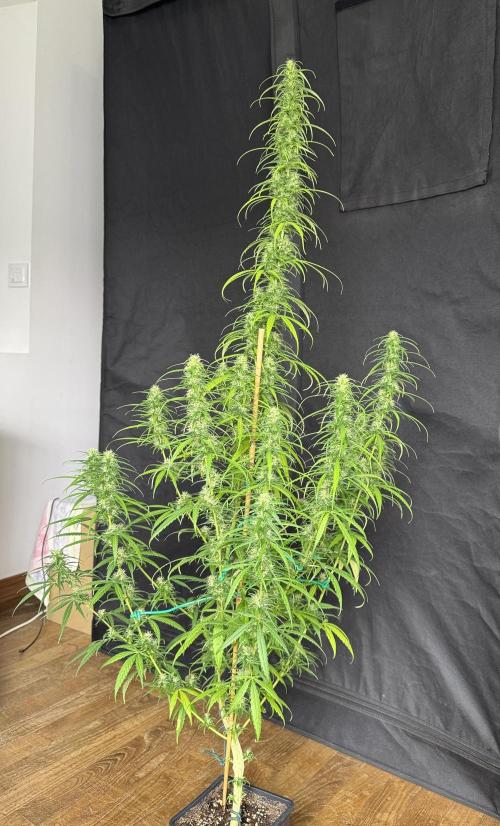 Filipino Kibungan from Khalifa Genetics. Week 14