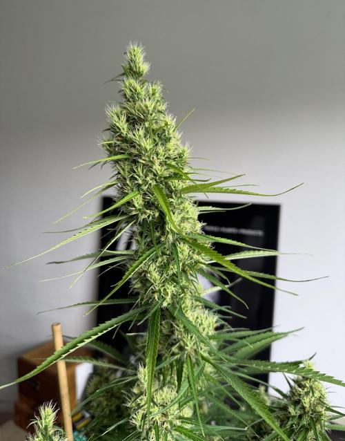 Filipino Kibungan from Khalifa Genetics. Week 14