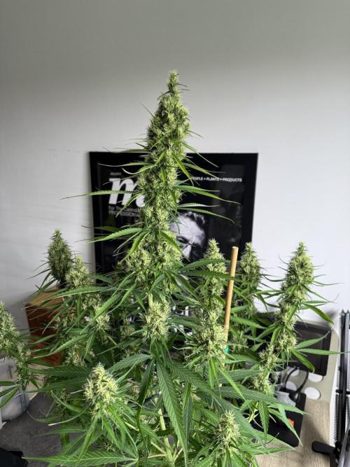 Filipino Kibungan from Khalifa Genetics. Week 14