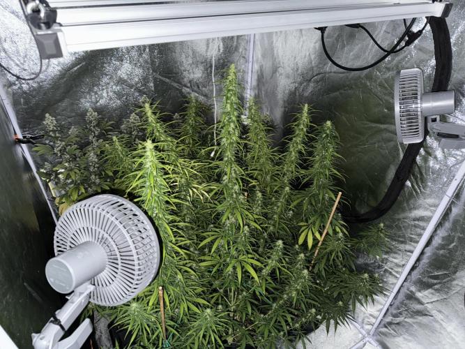 Filipino Kibungan from Khalifa Genetics. Week 14