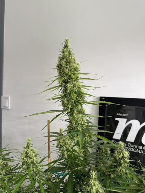 Filipino Kibungan from Khalifa Genetics. Week 15