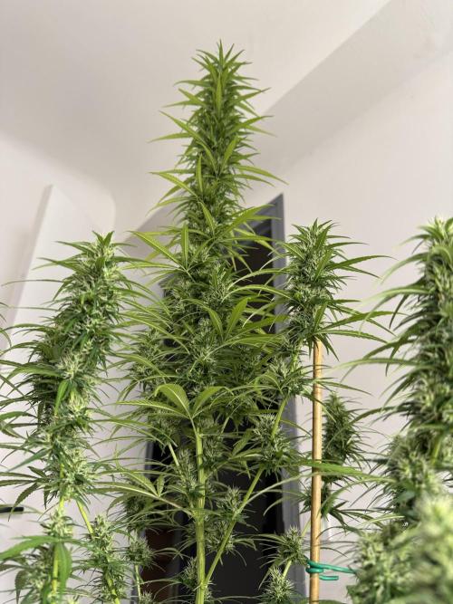 Filipino Kibungan from Khalifa Genetics. Week 15