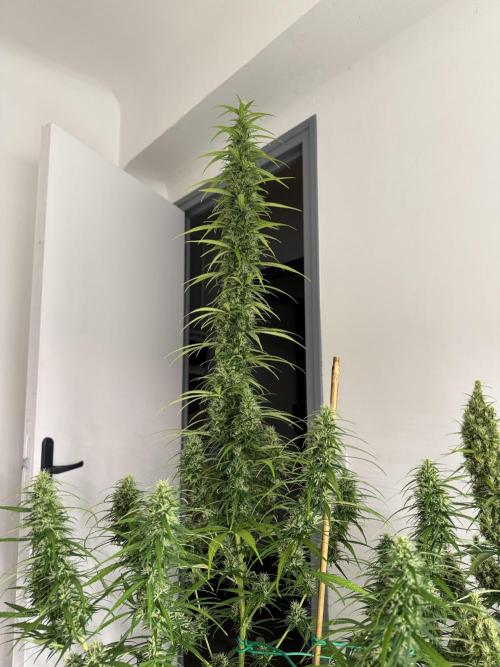 Filipino Kibungan from Khalifa Genetics. Week 15