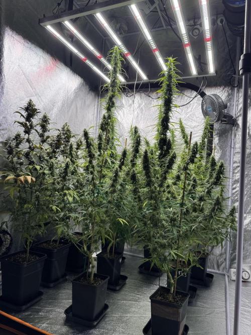 Filipino Kibungan from Khalifa Genetics. Week 15
