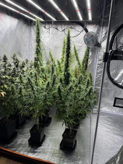 Filipino Kibungan from Khalifa Genetics. Week 15