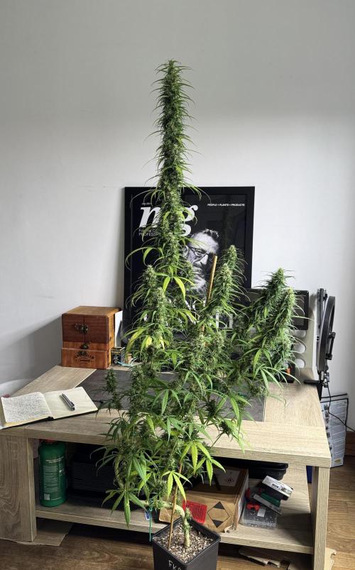 Filipino Kibungan from Khalifa Genetics. Week 16