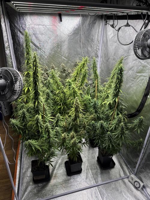 Filipino Kibungan from Khalifa Genetics. Week 16