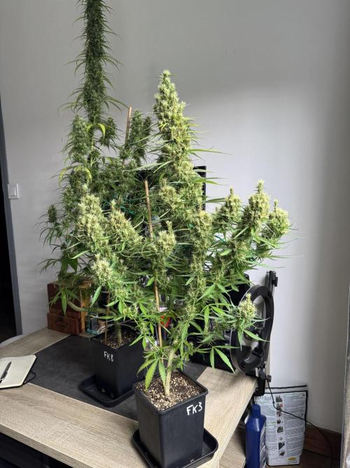 Filipino Kibungan from Khalifa Genetics. Week 16