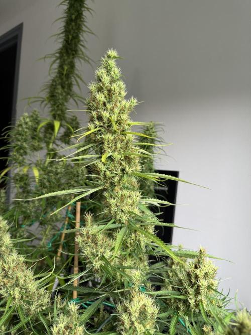 Filipino Kibungan from Khalifa Genetics. Week 16