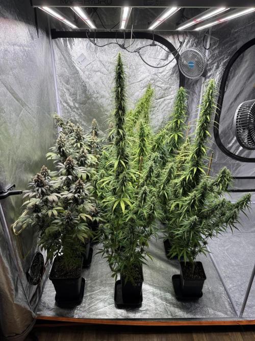 Filipino Kibungan from Khalifa Genetics. Week 16
