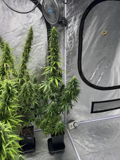 Filipino Kibungan from Khalifa Genetics. Week 16