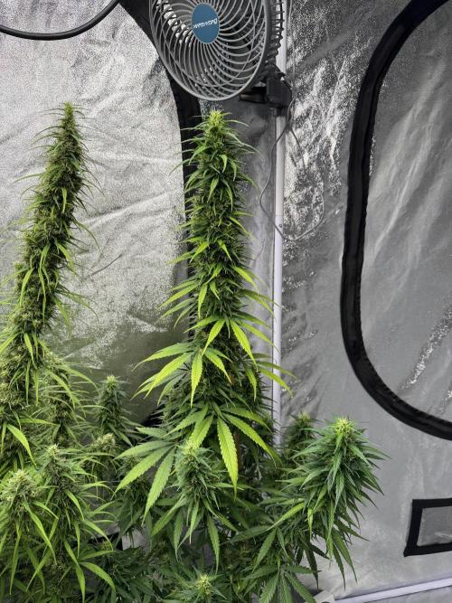 Filipino Kibungan from Khalifa Genetics. Week 16