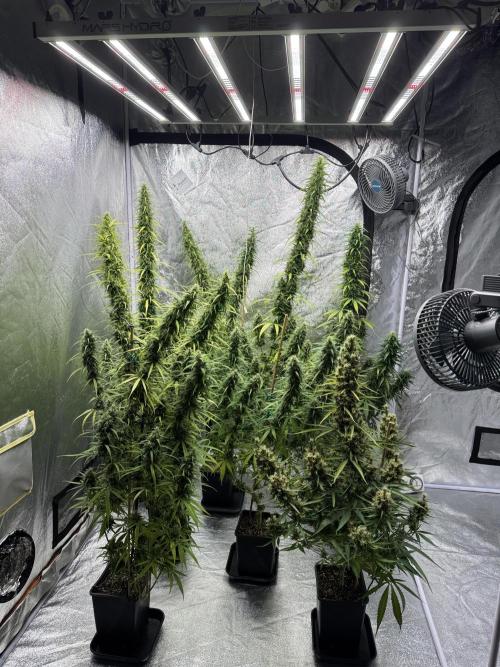 Filipino Kibungan from Khalifa Genetics. Week 17
