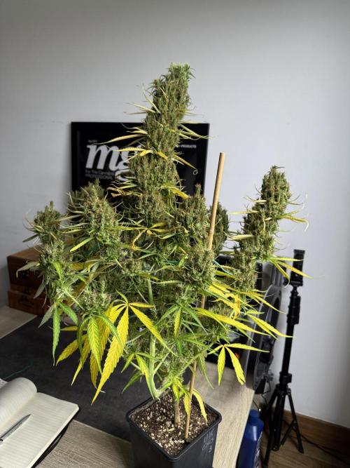Filipino Kibungan from Khalifa Genetics. Week 17