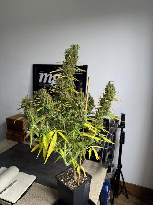 Filipino Kibungan from Khalifa Genetics. Week 17