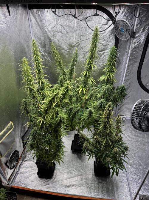 Filipino Kibungan from Khalifa Genetics. Week 17