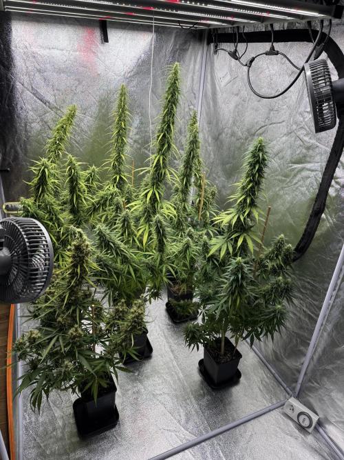 Filipino Kibungan from Khalifa Genetics. Week 17