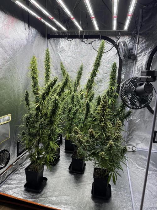 Filipino Kibungan from Khalifa Genetics. Week 17