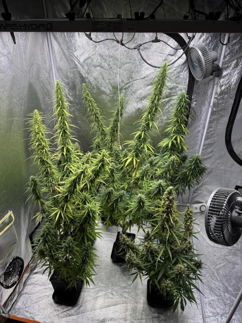 Filipino Kibungan from Khalifa Genetics. Week 17