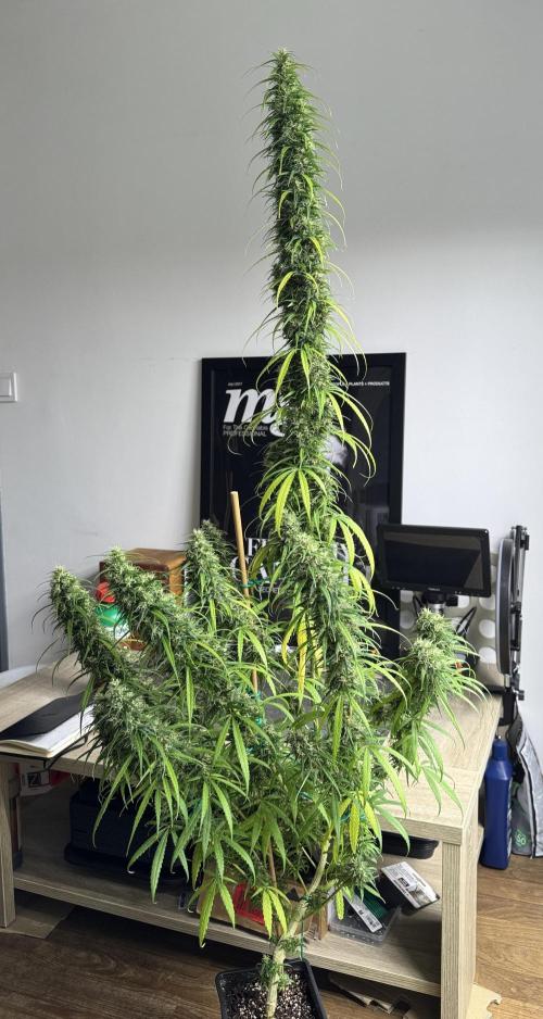 Filipino Kibungan from Khalifa Genetics. Week 18