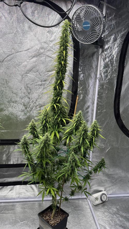 Filipino Kibungan from Khalifa Genetics. Week 18