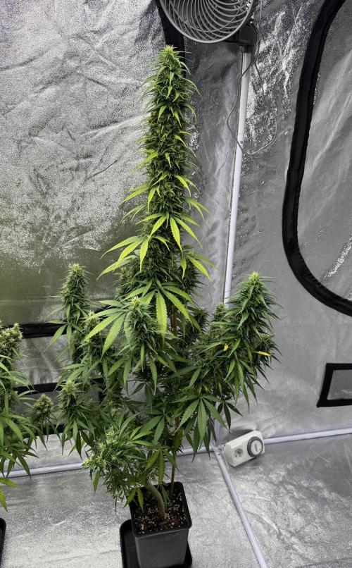 Filipino Kibungan from Khalifa Genetics. Week 18