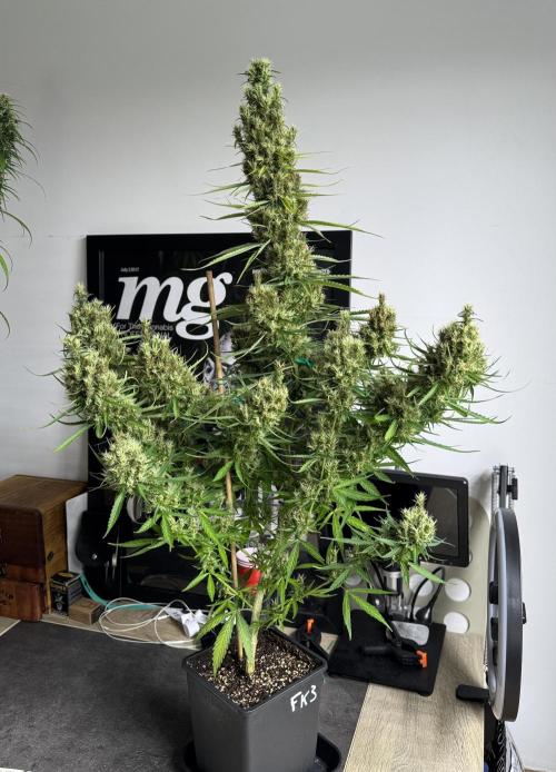 Filipino Kibungan from Khalifa Genetics. Week 18