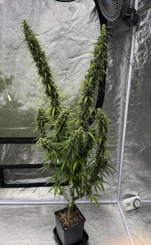 Filipino Kibungan from Khalifa Genetics. Week 18