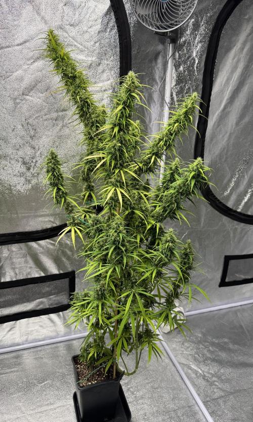 Filipino Kibungan from Khalifa Genetics. Week 18