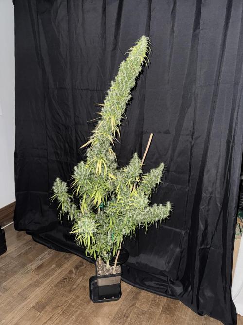 Filipino Kibungan from Khalifa Genetics. Week 18