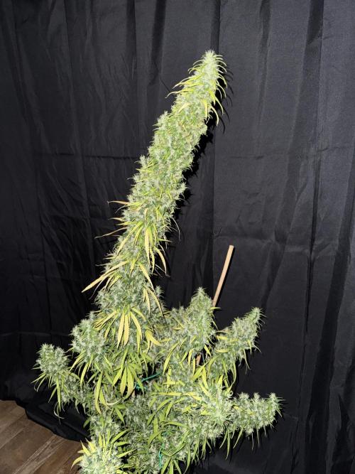 Filipino Kibungan from Khalifa Genetics. Week 18