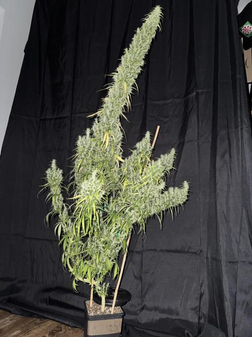 Filipino Kibungan from Khalifa Genetics. Week 18