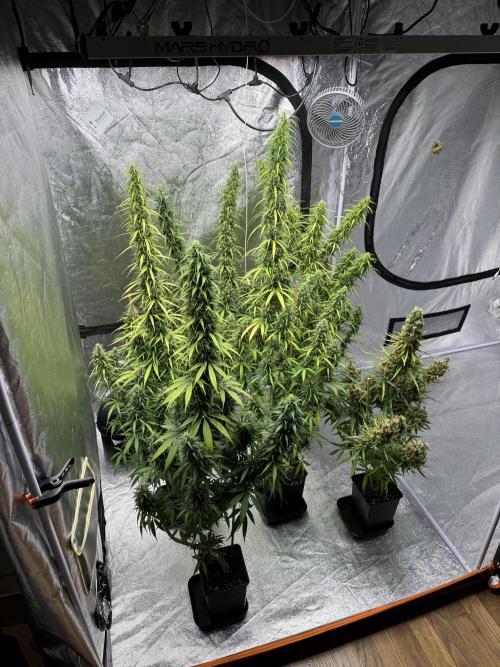 Filipino Kibungan from Khalifa Genetics. Week 18