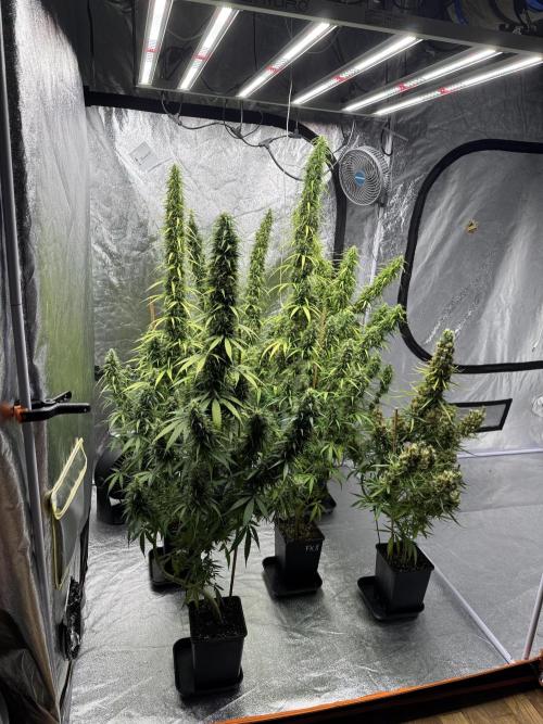 Filipino Kibungan from Khalifa Genetics. Week 18