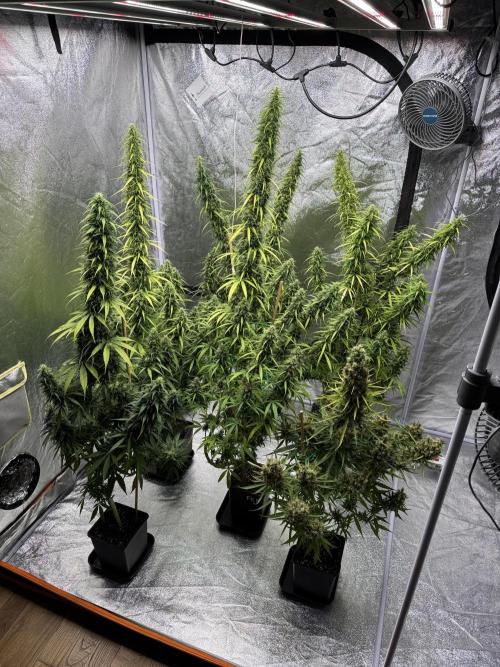 Filipino Kibungan from Khalifa Genetics. Week 18